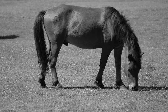 Picnic in the New Forest, 7th July 2005