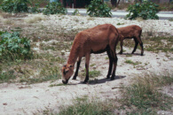 me000118.jpg