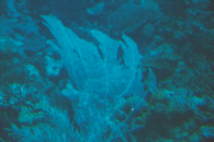 me000185.jpg